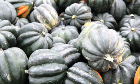 Types of Winter Squash: Delicata, Acorn and More Image